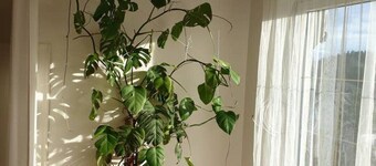 Apartment with garden