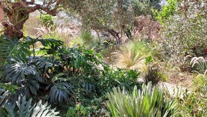 A lush garden with various plants and trees, including a prominent tree with a thick trunk and dense foliage. - Studio for Couples -Traditional Stone built - Rural location (Kefalas nr Vamos) (Kefalas)