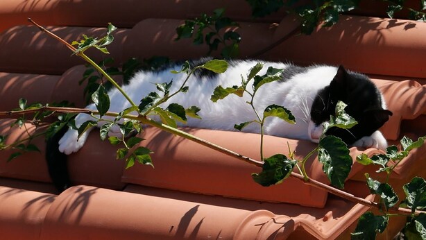 A black and white cat sleeping on terracotta roof tiles. - Studio for Couples -Traditional Stone built - Rural location (Kefalas nr Vamos) (Kefalas)