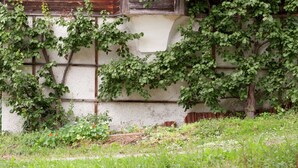 Un bâtiment rustique en bois, dont les murs sont recouverts de lierre.