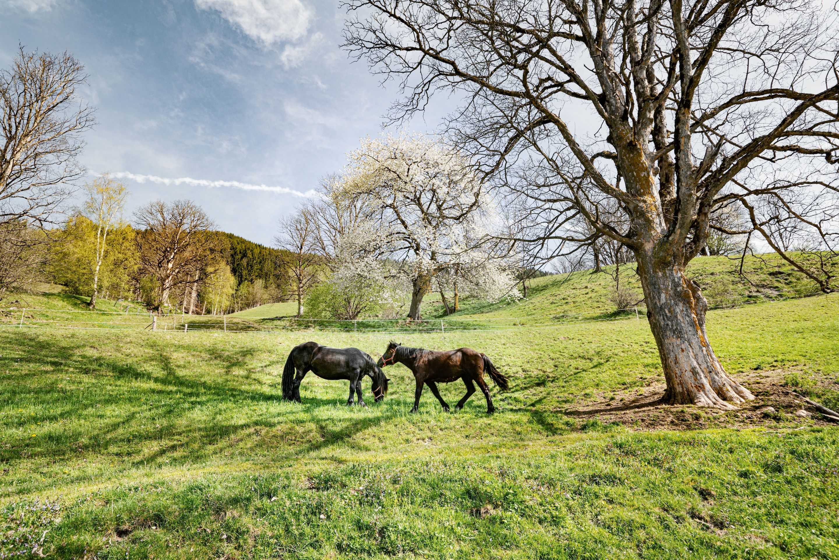 A grassy field with two horses grazing, surrounded by trees and a clear sky.