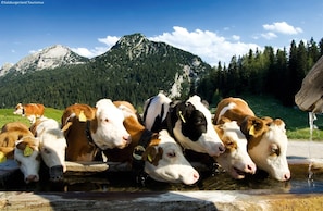 Cows graze peacefully in a lush mountain landscape.