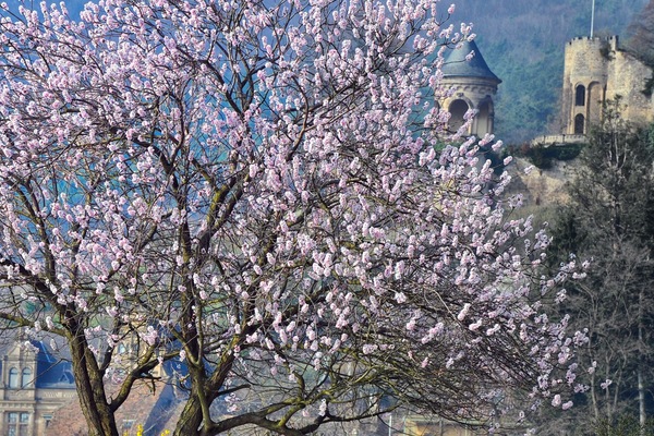 Mandelblüte mit Haardter Schloss im März. 5.Min vom Haus entfernt.