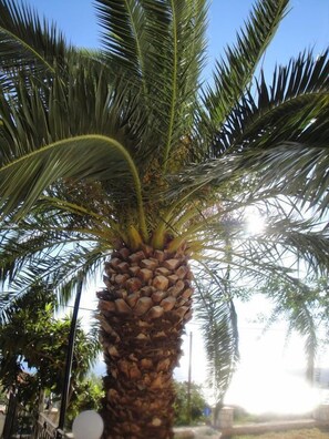 Garden - Ocean Front Studios (Kefalonia)
