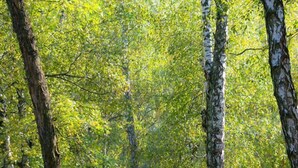 Uklassifisert bilde, 4 av 20, knapp