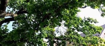 Guest house Kiev forest