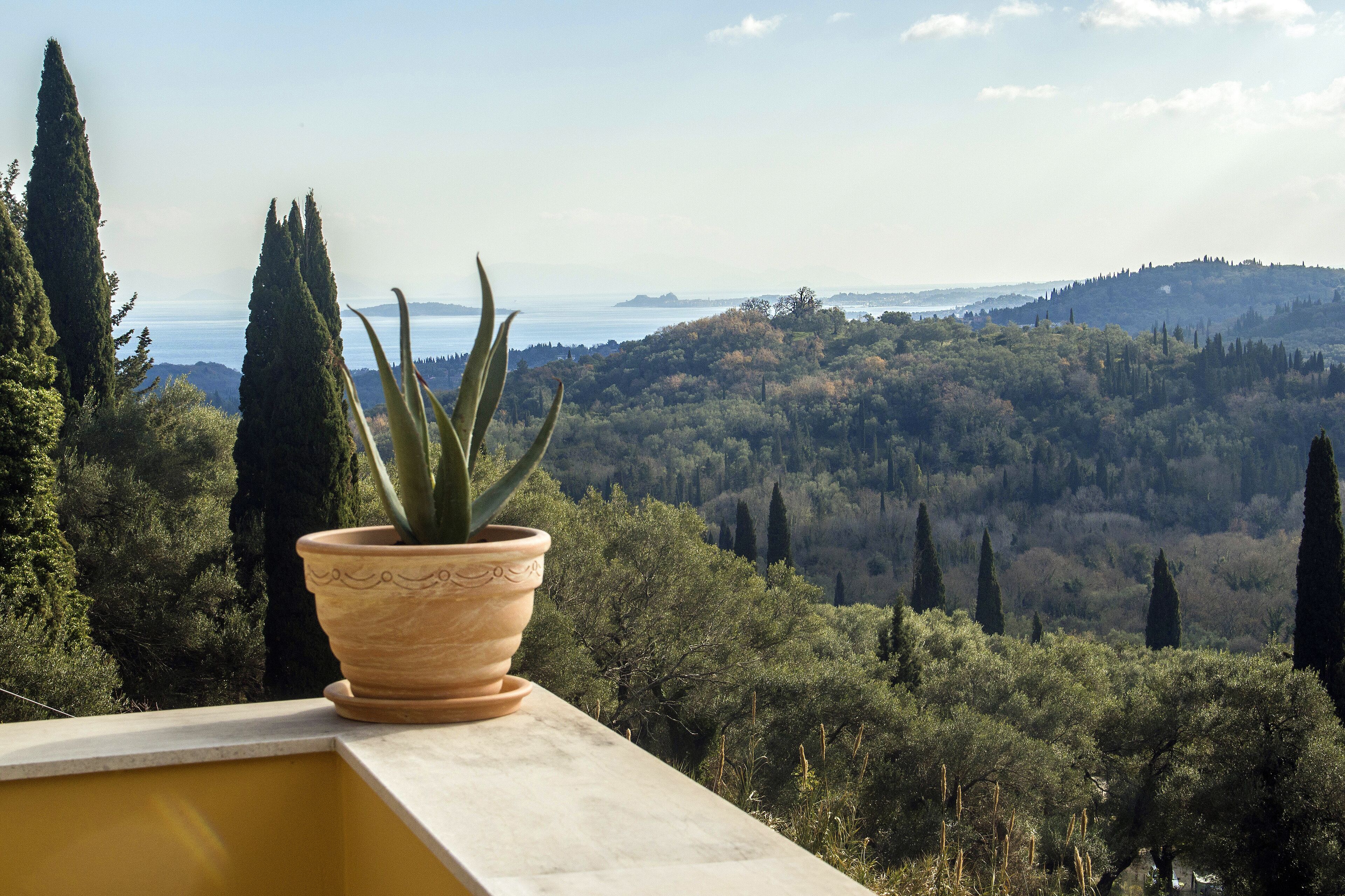 A potted plant on a balcony overlooking a scenic landscape with trees and hills.