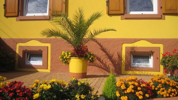 Un edificio con pareti gialle e persiane in legno, dotato di un vaso centrale con una palma e fiori, circondato da una varietà di fiori colorati.