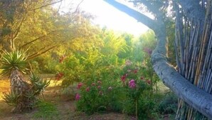 A garden with various plants and a tree. - Studio & large garden 200m Calvi beach (Calvi)