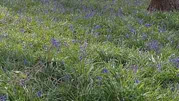 Rumah, Beberapa Tempat Tidur | Halaman properti