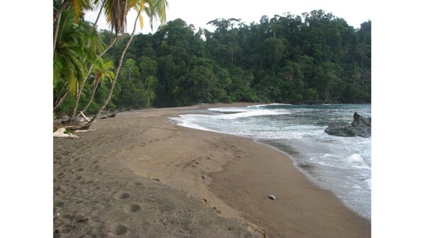 Enjoy a serene beach setting with gentle waves and lush green surroundings.