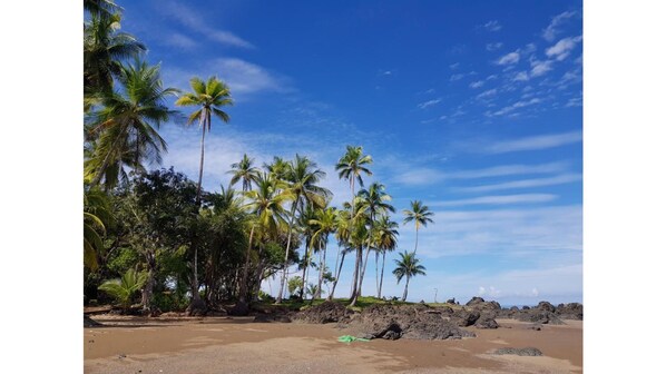 Enjoy a serene beach experience with a clear view of the sky and palm trees.