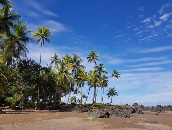 Ein Strand mit Palmen und felsigem Gelände.