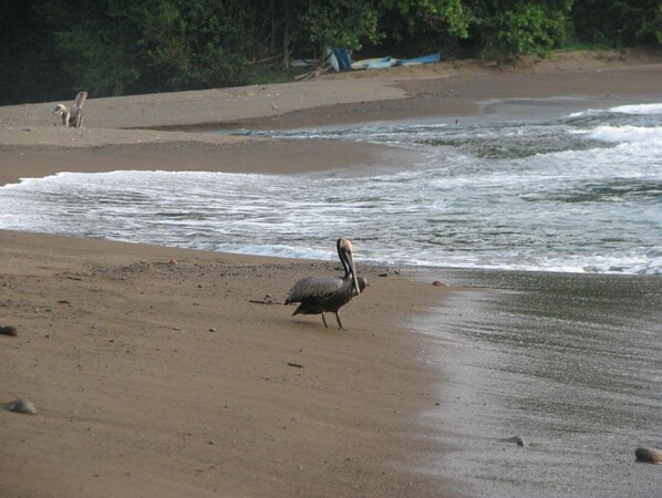 Guests can enjoy a serene beachside stroll along the sandy shore.