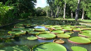 A pond with lily pads and trees in the background.