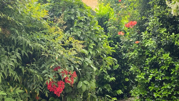 A lush garden with dense foliage and red berries. - The Angolino apartment (TN)