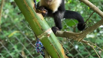 A monkey climbing a bamboo stalk.