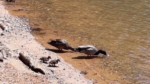 A sandy beach with ducks and ducklings near the water. - Charming 3BR 2BA Lakefront Lake Norman Home with Beach & Dock - Sleeps 10 (Sherrills Ford)