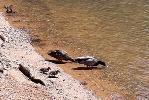 Beach nearby, beach towels