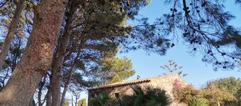 apartment with pine forest