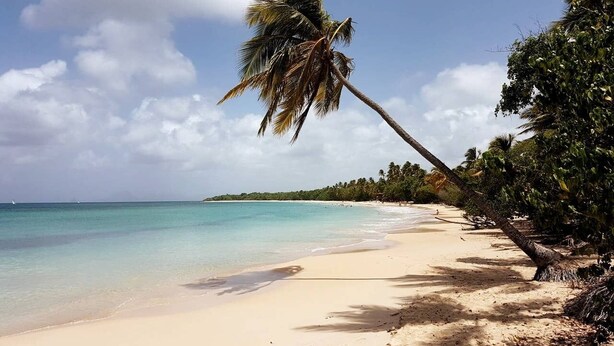 Una playa con agua turquesa cristalina, una orilla arenosa y una palmera inclinada sobre el agua.