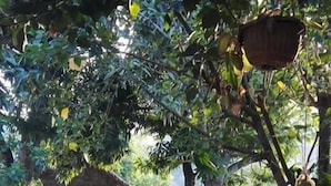 Garden - Hotel Oriental (Rurrenabaque)
