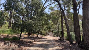 Un sentier bordé d’arbres, qui traverse une zone boisée et se transforme en chemin de terre.