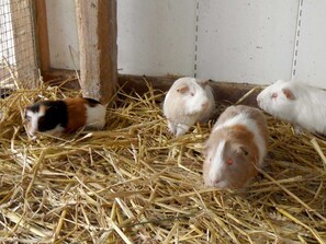 Unclassified image, 5 of 18, button