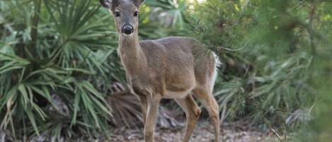 Deer