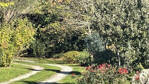 A garden pathway surrounded by dense shrubbery and trees.