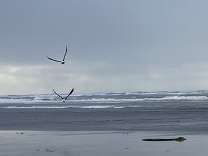 A beach with waves and two birds flying.