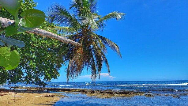 A beach with clear blue water, a palm tree, and a sandy shore. - Hotel Casa Vito (Cahuita)