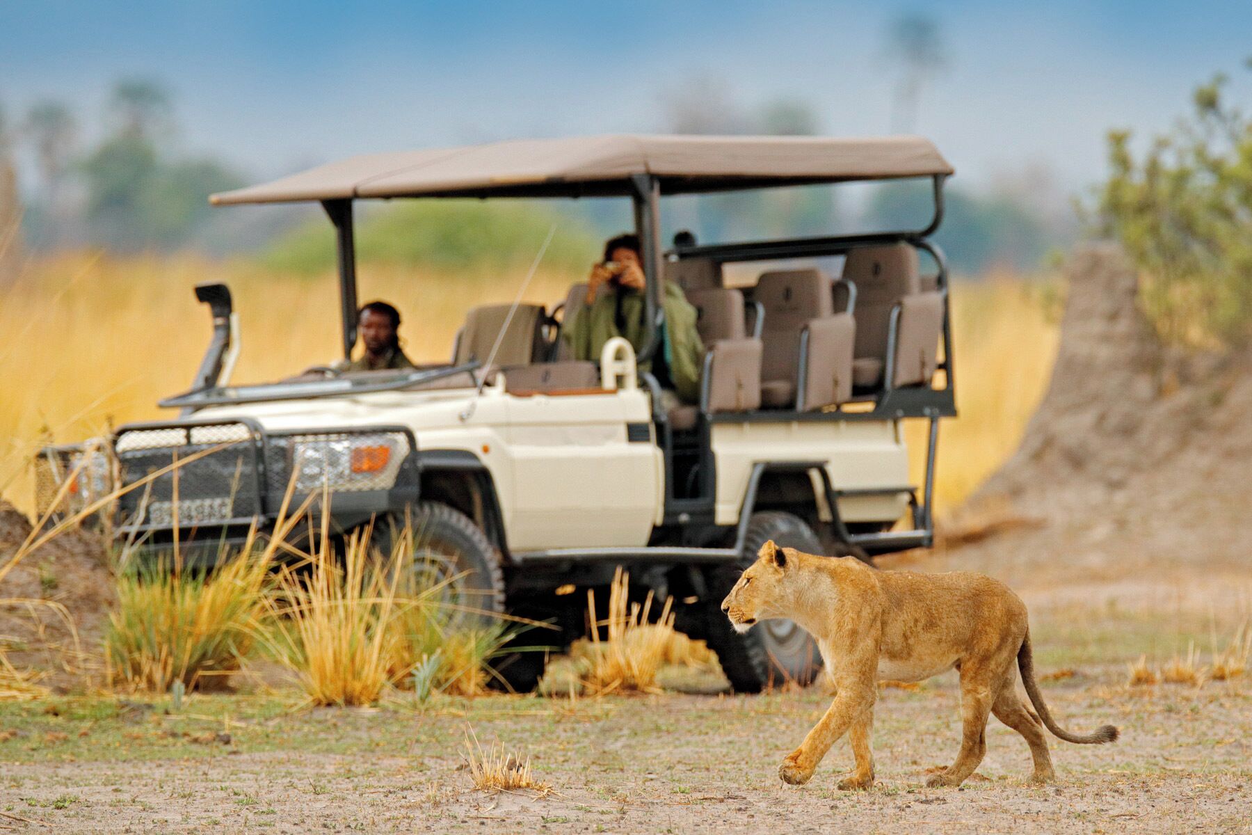 En safaribil med passagerer og en løve i forgrunden.