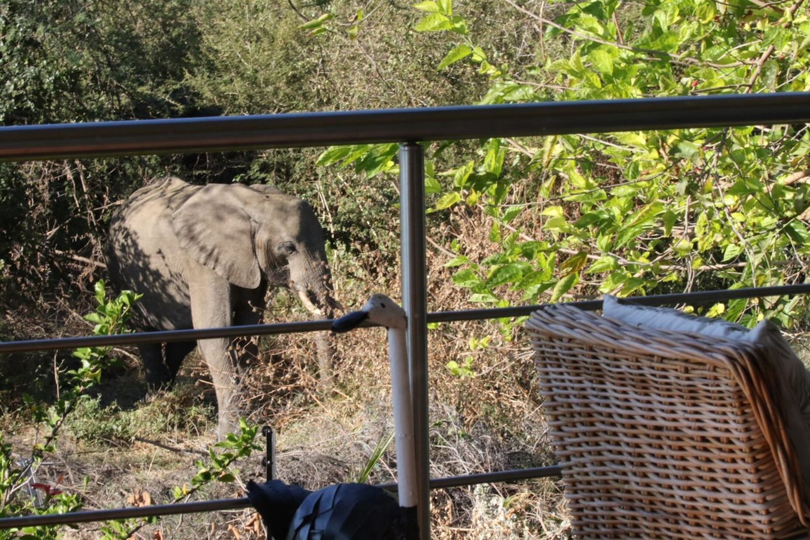 A view of an elephant behind a metal fence, with a wicker basket on the right.