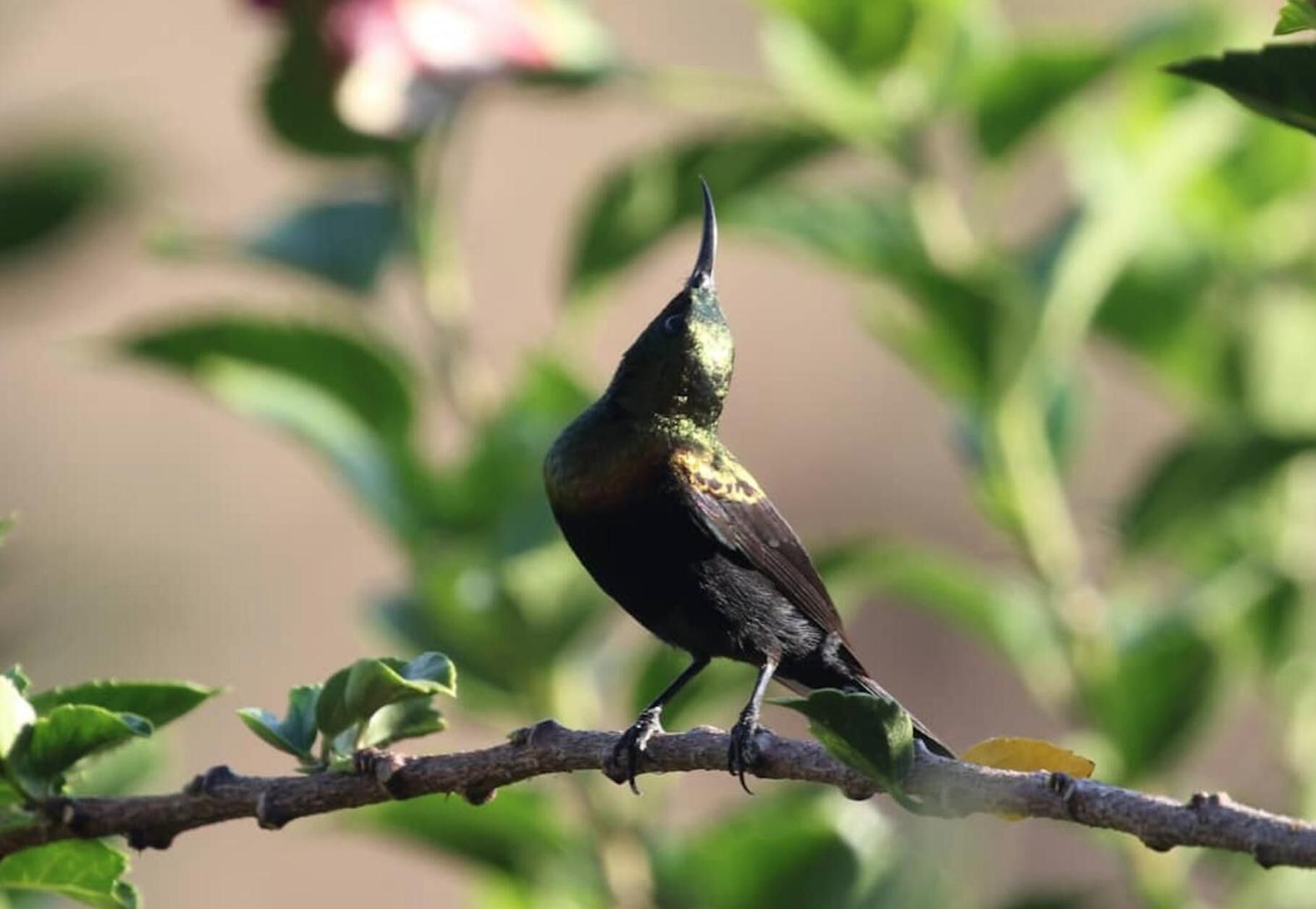 Un oiseau était perché sur une branche.