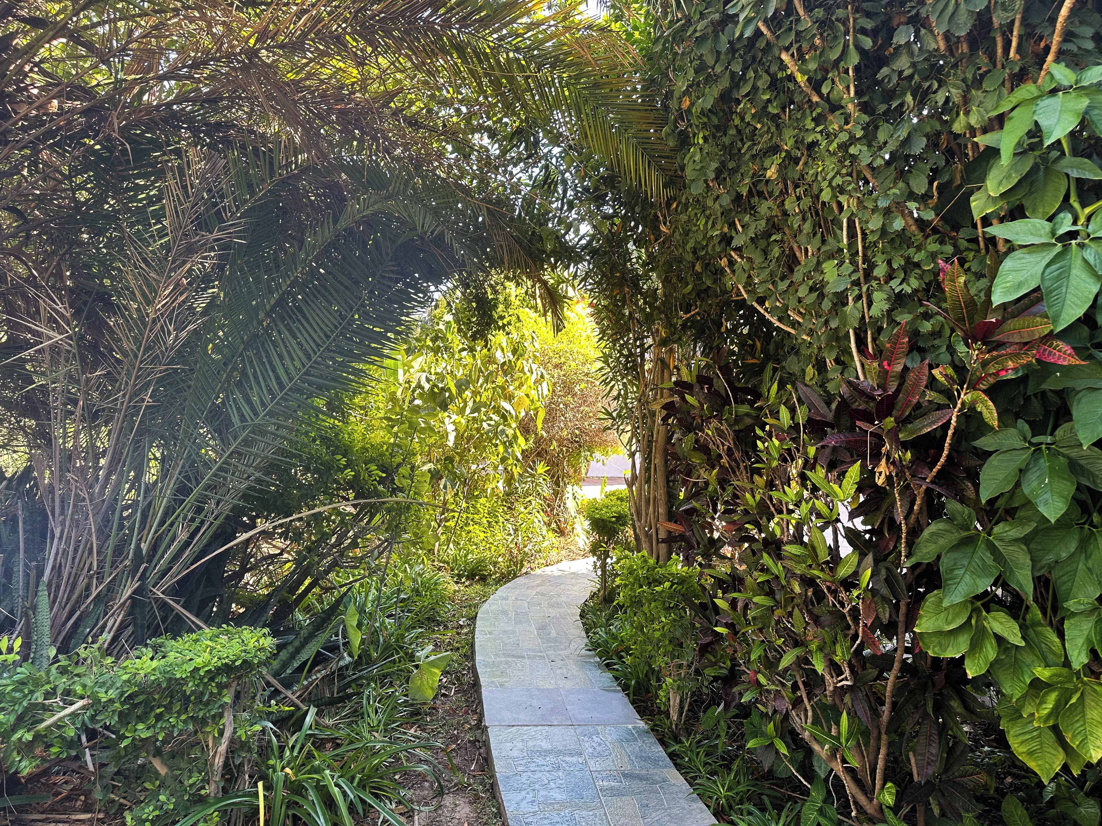 A pathway surrounded by dense foliage and a stone wall.