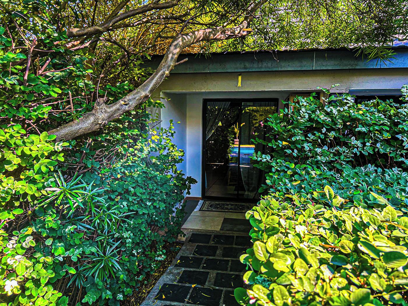 A pathway leading to a building entrance surrounded by dense foliage.