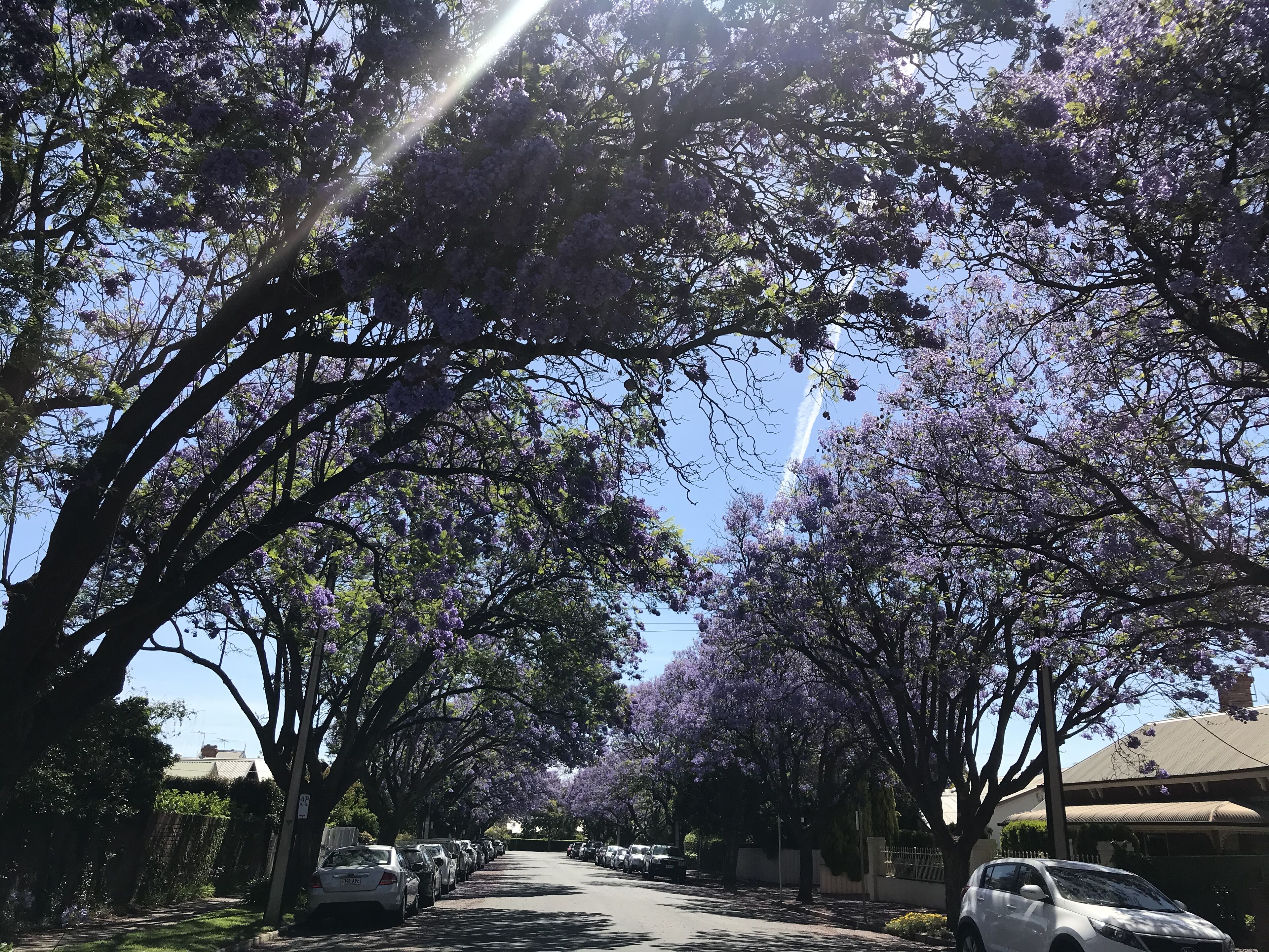 A tree-lined street with parked cars and houses.