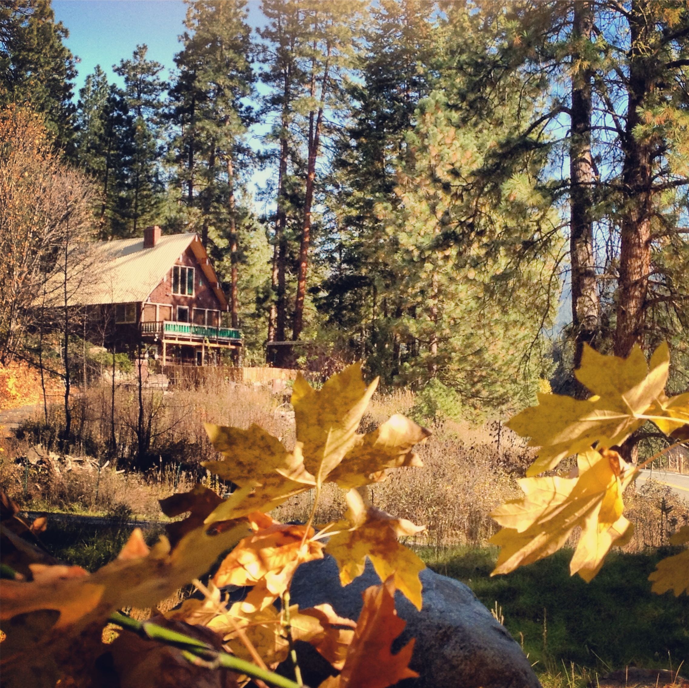 A cabin surrounded by tall trees and autumn leaves.