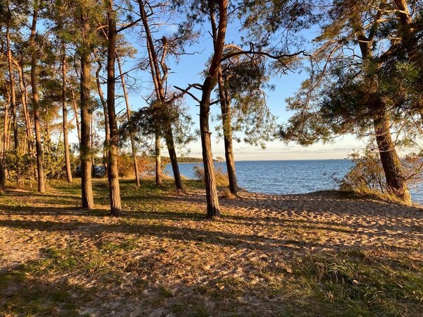A beach with tall pine trees and a clear view of the water. - Villa beach robber Rügen (Zudar)