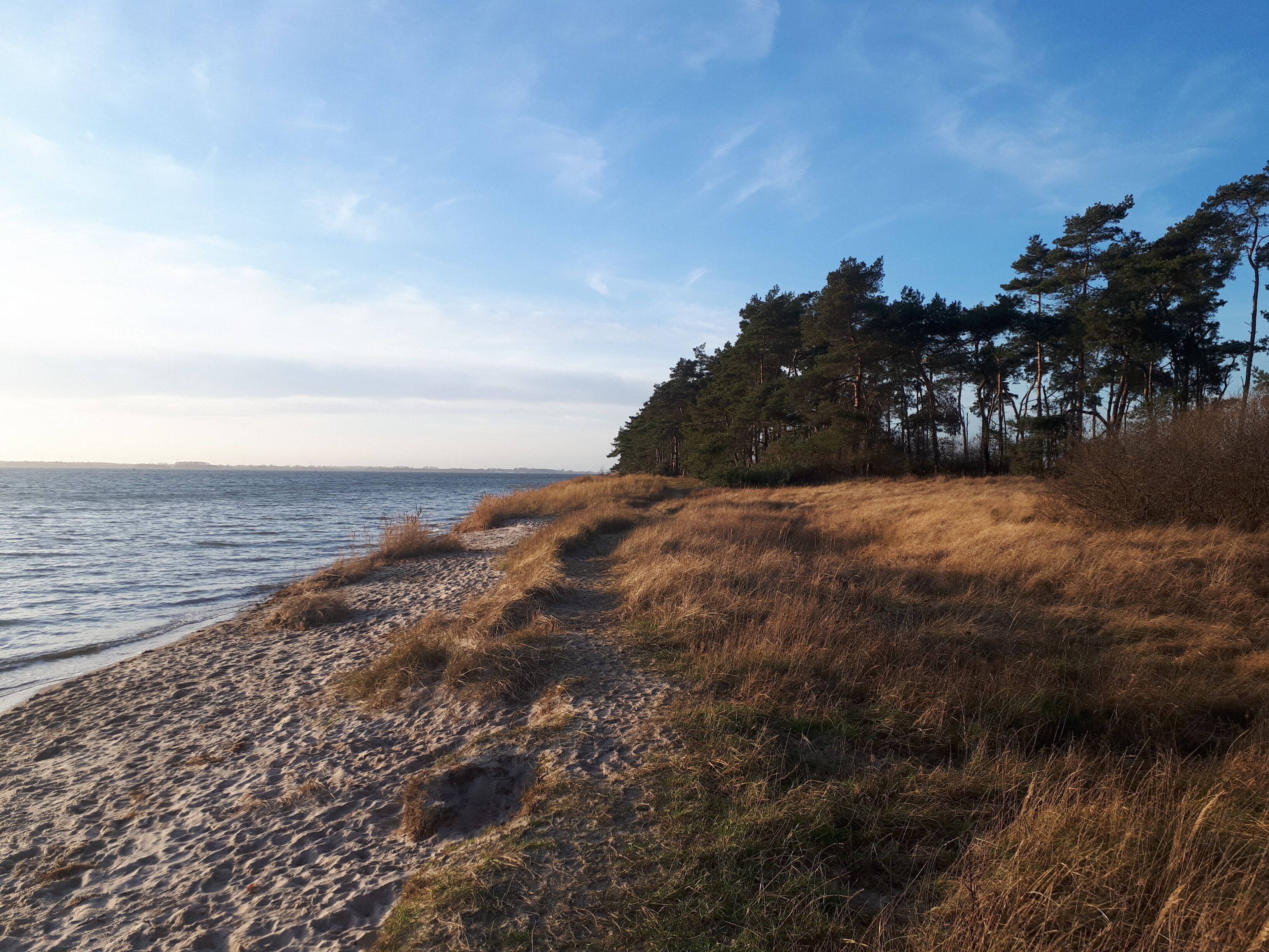 Une plage avec un rivage sablonneux, des dunes herbeuses et une rangée d’arbres en arrière-plan.