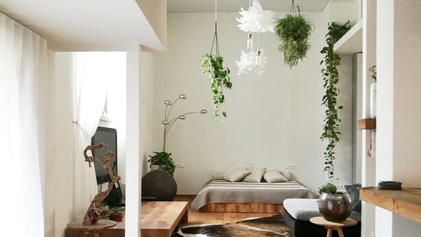 Ein modernes Wohnzimmer mit Holzboden, einer Couch, einem Couchtisch und hängenden Pflanzen.