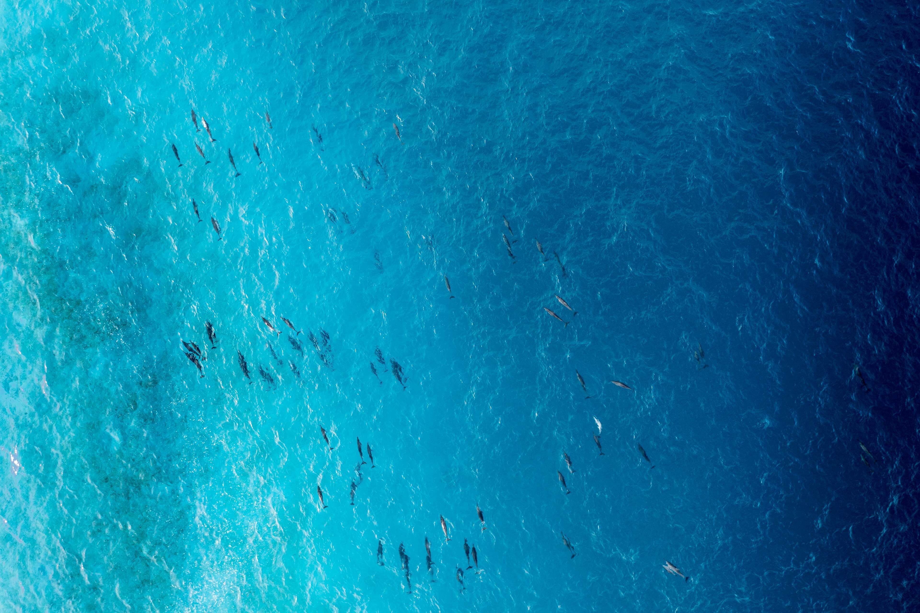 Une étendue d’eau importante dans laquelle nage un groupe de poissons.