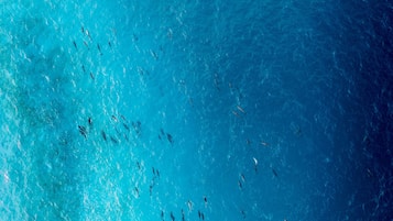 A large body of water with a group of fish swimming.