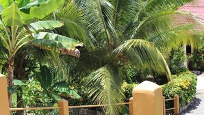 Een weelderige tuin met bananenbomen en een gele hekken.