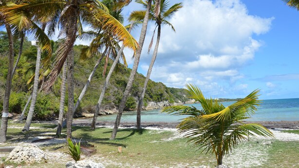 A beach with palm trees and clear blue water. - Caribbean Village, holiday apartment, Guadeloupe, 97180 (Sainte-Anne)