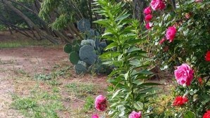 A garden with pink flowers and green foliage. - Studio & large garden 200m Calvi beach (Calvi)