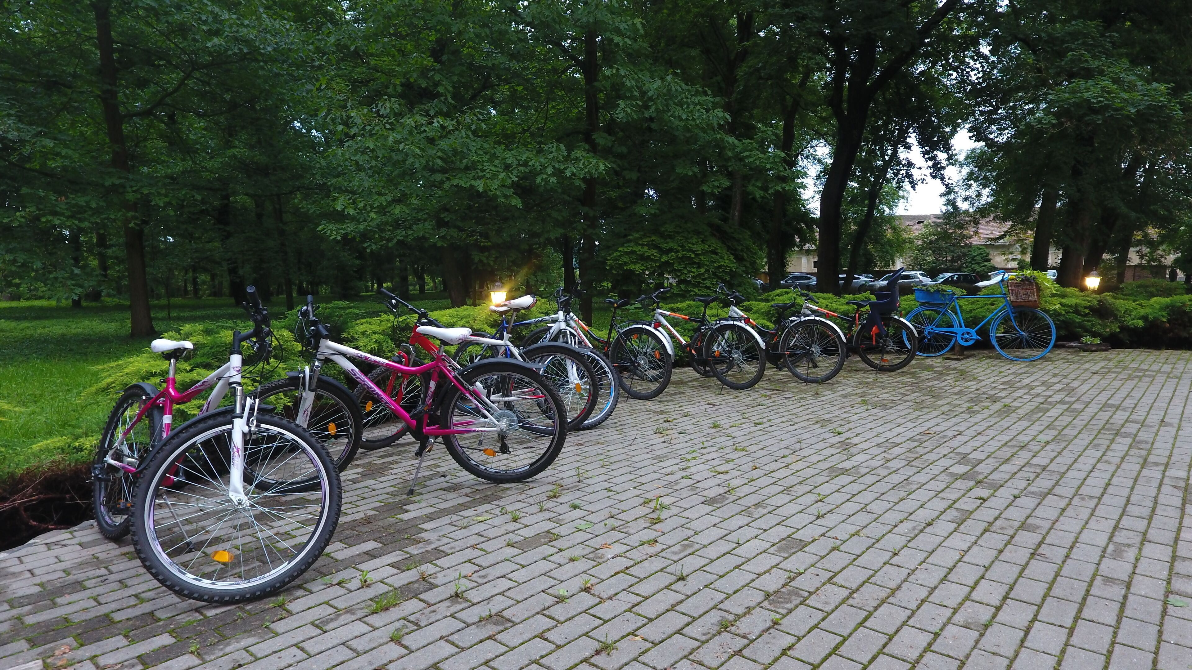 Eine Reihe von Fahrrädern steht auf einem befestigten Weg in einem Park.