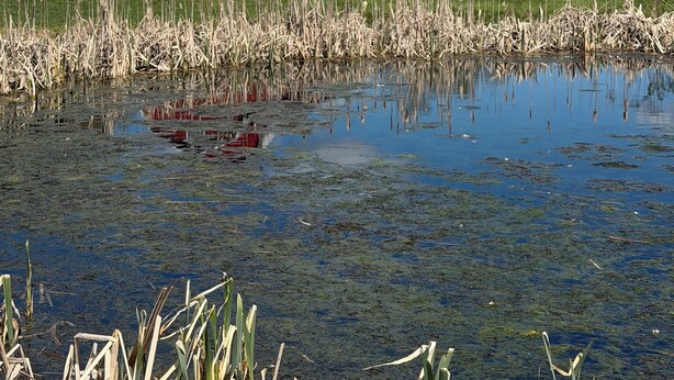 A red barn on a grassy hill with a pond in the foreground.