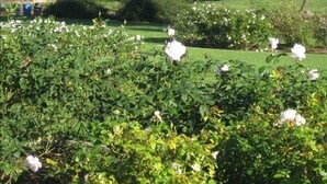 A garden with white flowers and green bushes, with mountains in the background.